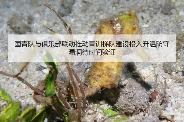 国青队与俱乐部联动推动青训梯队建设投入升温防守漏洞待时间验证